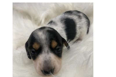 Mario - Black & Tan Piebald with Ticking 