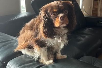 Daphne