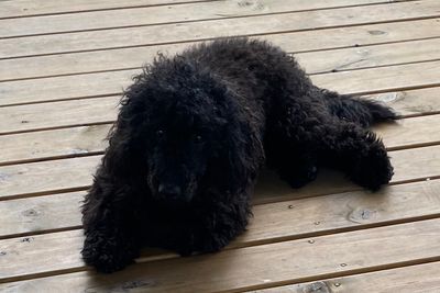 Benji