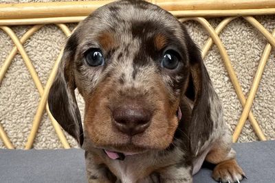 Abbie- Lilac Collar