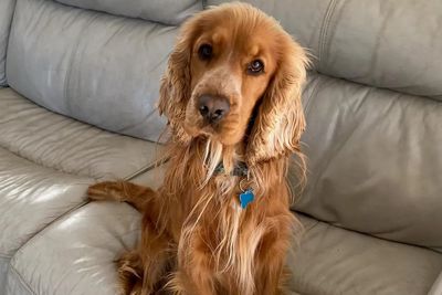 Teddy
