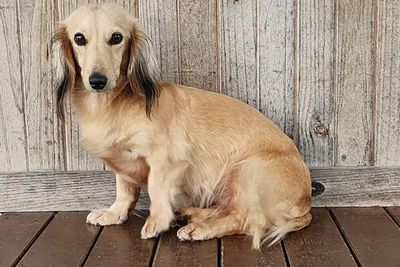 Goldie Terry