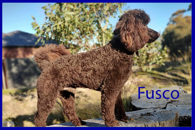 Fusco