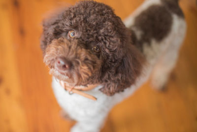 Cino