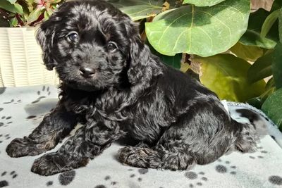 Luigi • Luka9 • Black • $2000