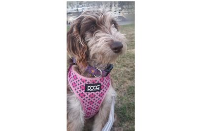 Daisy