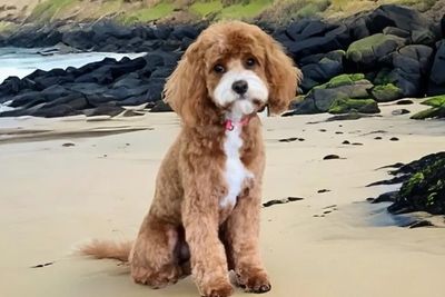 Love Me Harley Lucy