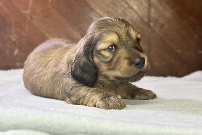 Enzo 