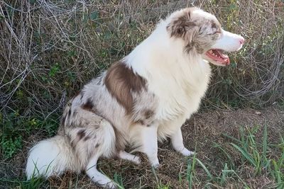 Archie - Chocolate Merle