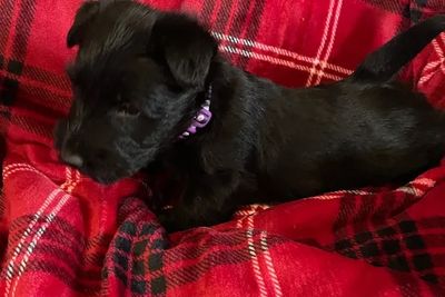 Girl 1 Purple 