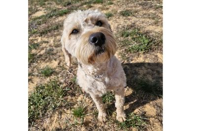 Pawterspatch Xander