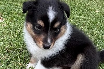 Fergus