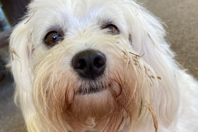 Silky terrier cheap x maltese