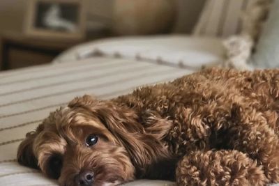 Bert