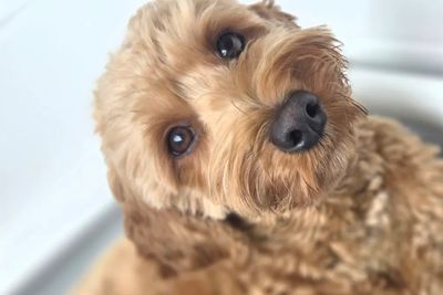 Lotti