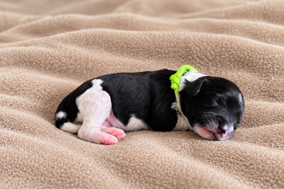 Midnight (Green collar)