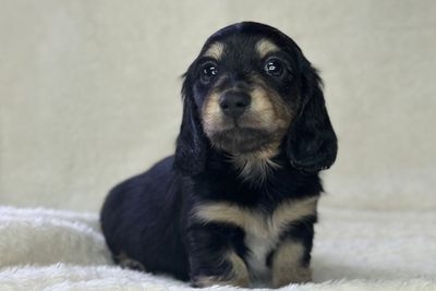 Zola
