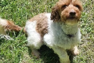 Nina (choc & white toy Cavoodle)