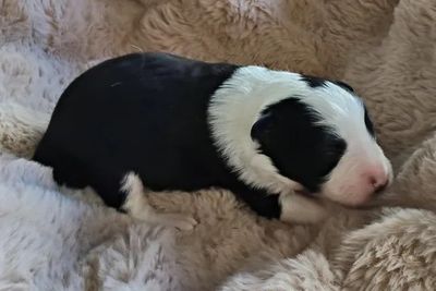 Thor • Lily5 • Black & White • $2500