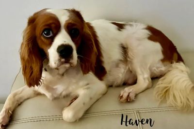 Haven