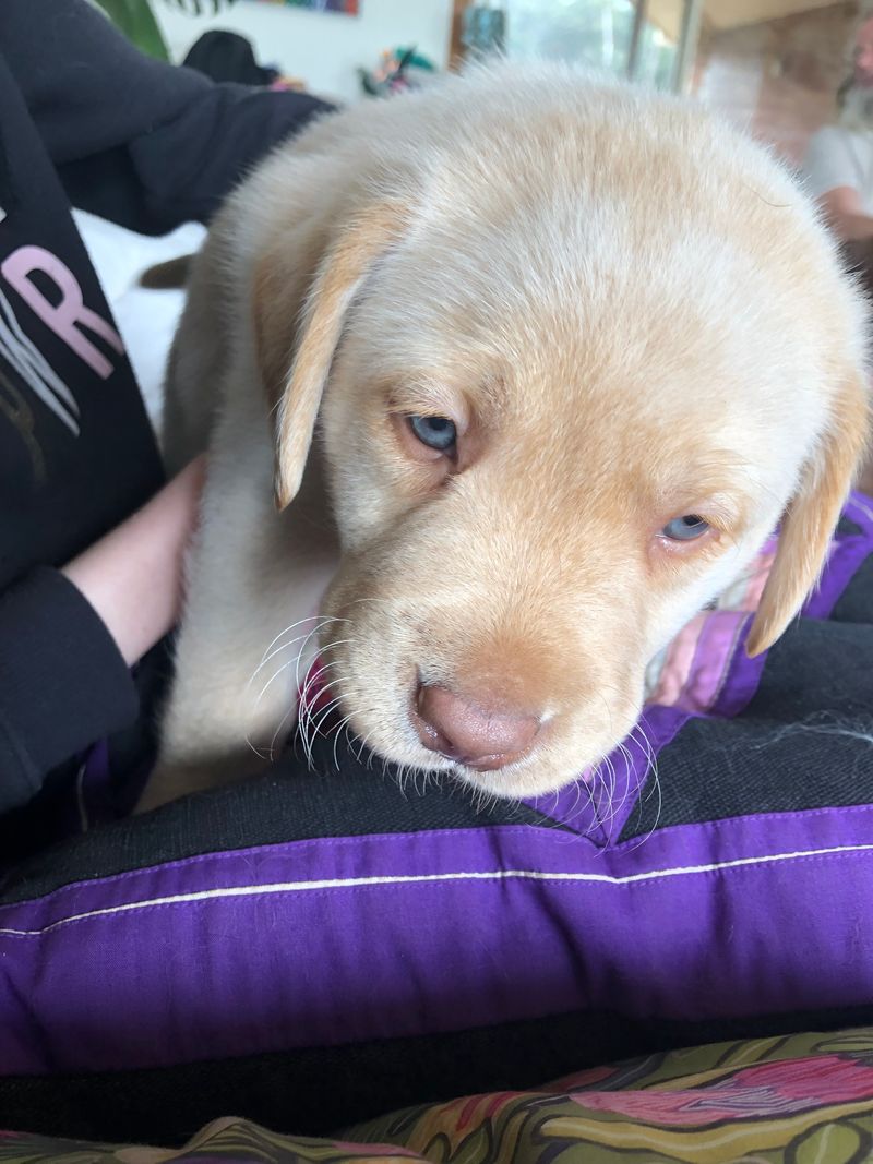 yellow lab puppies with pink noses