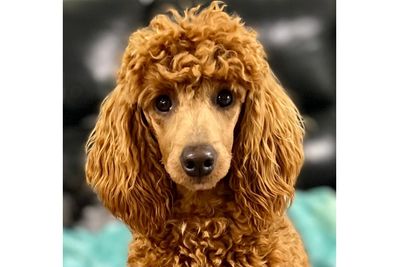 Marcel (Miniature Poodle)