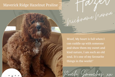 MAVERICK RIDGE HAZELNUT PRALINE