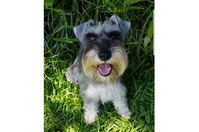 Daisy