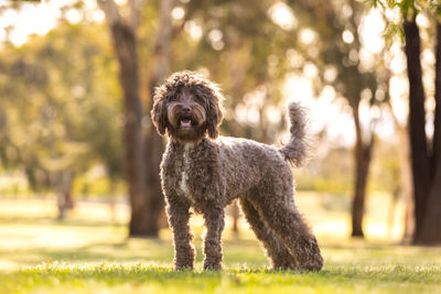 Willow