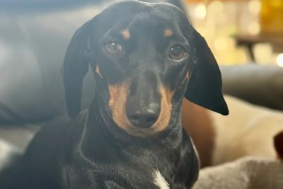 Pepper