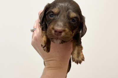 Rosie