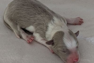 Lilac Male