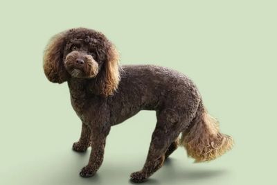 Truffle