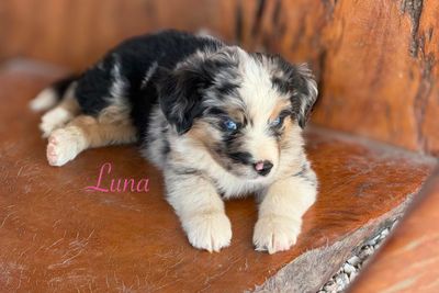 Luna