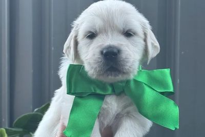 Green Boy