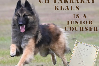 Ch Tarraray Klaus