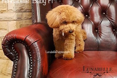 Fennabelle 'Baby Fi' (Purebred Red Tiny Toy Poodle)