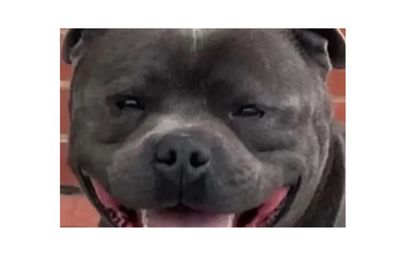 Frank 