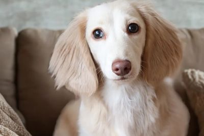 Harper