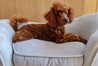 Archie