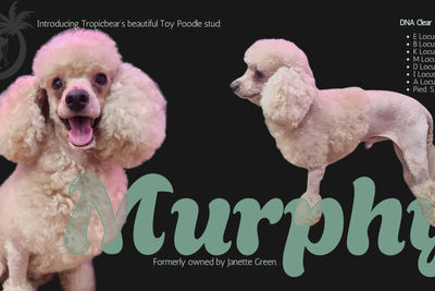 Murphy Daniel