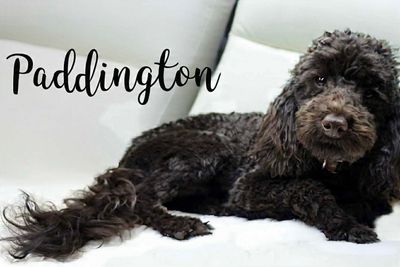 Paddington