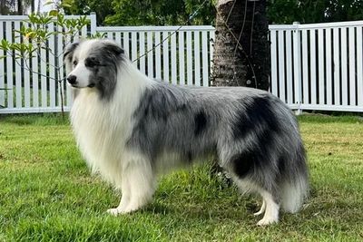 Koda