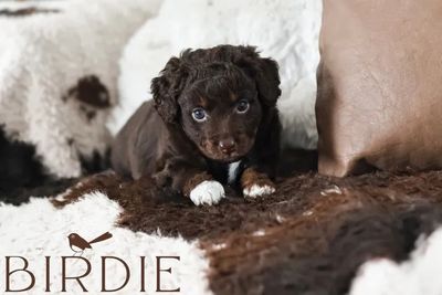 Birdie