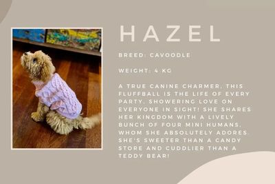 Hazel 