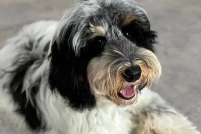 Scawoo Happy