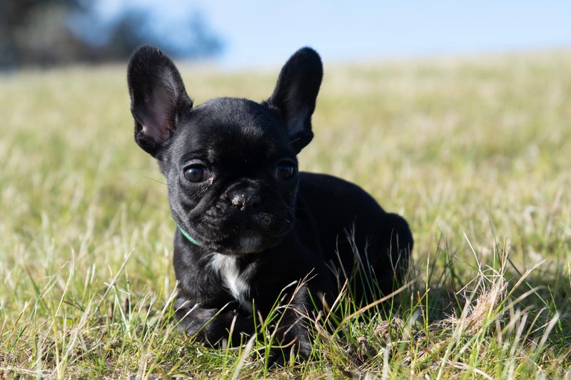 Your Bestfrenchie, responsible breeder in Victoria - RightPaw