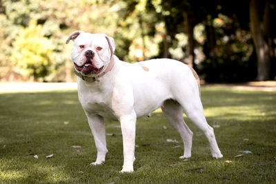 Hemi