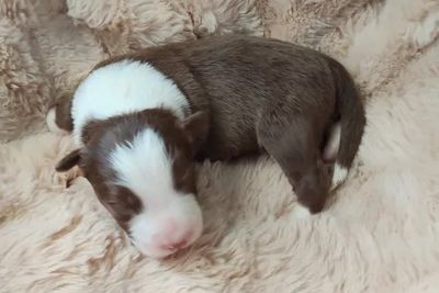 Marley • Clancy4 • Chocolate & White • $3000