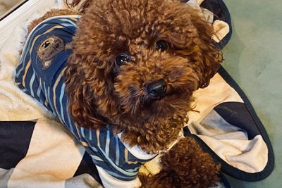 Raggy Dogs Fonzie - true to size Mahogany Red 2.8kg Toy Poodle Stud Sydney,  NSW (MMVD clear GG, DNA clear and Hip Scored)